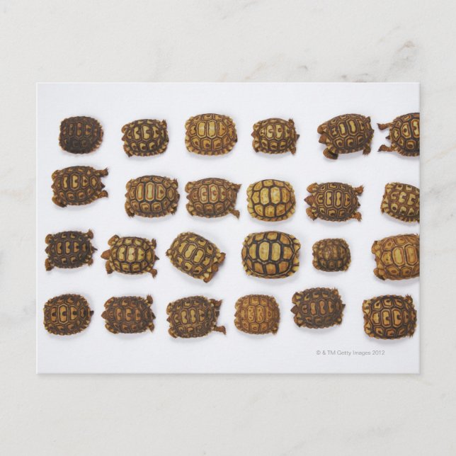 Baby tortoises arranged in rows postcard (Front)