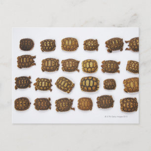 Baby tortoises arranged in rows postcard