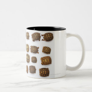 Baby tortoises arranged in rows Two-Tone coffee mug