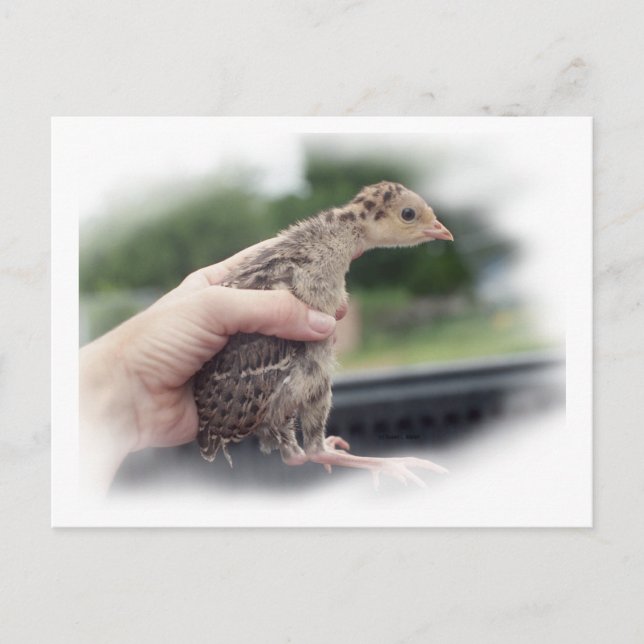 Baby turkey chick being held by a hand postcard (Front)