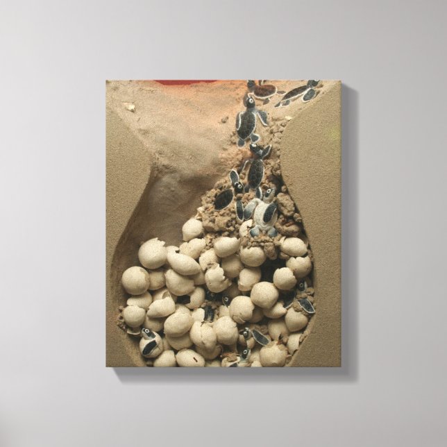 Baby Turtle Eggs Hatching Canvas Print (Front)