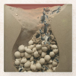 Baby Turtle Eggs Hatching Glass Coaster