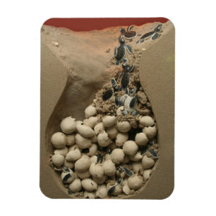 Baby Turtle Eggs Hatching Magnet