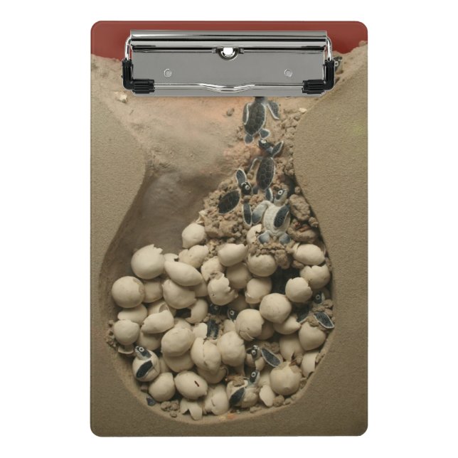 Baby Turtle Eggs Hatching Mini Clipboard (Front)