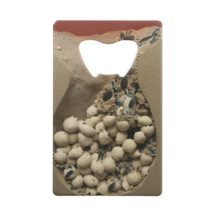 Baby Turtle Eggs Hatching Wallet Bottle Opener