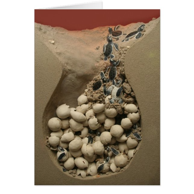 Baby Turtle Hatching (Devant)