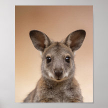 Baby Wallaby Portrait – Cute Nursery Animal Wall A