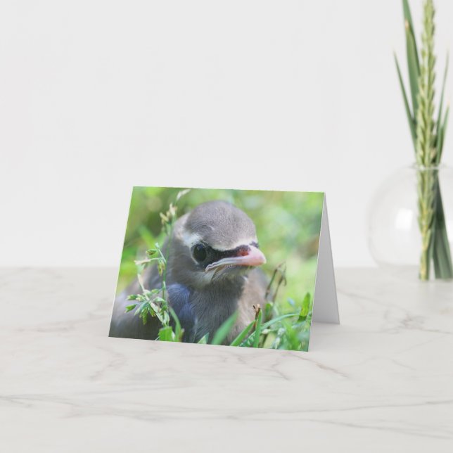 Baby Waxwing Bird Animal Photography  Note Card (Front)