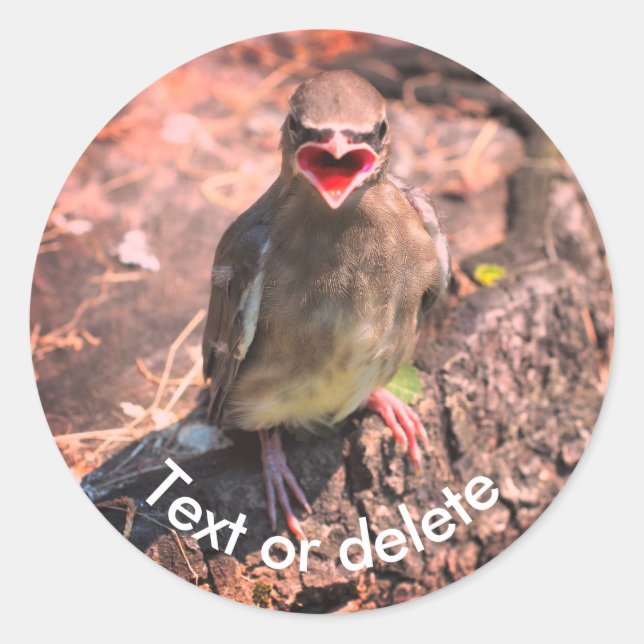 Baby Waxwing Bird Nature Personalized Classic Round Sticker (Front)