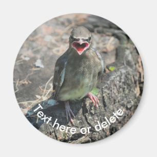 Baby Waxwing Bird Nature Personalized Magnet