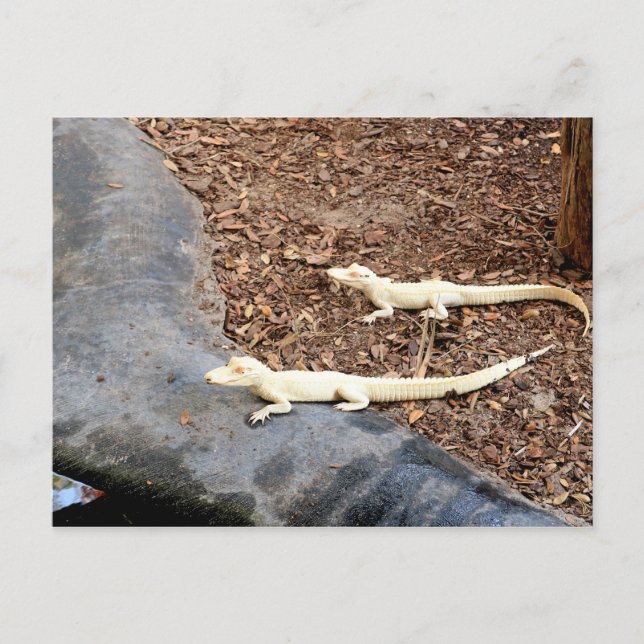 Baby White Albino Alligators Postcard (Front)