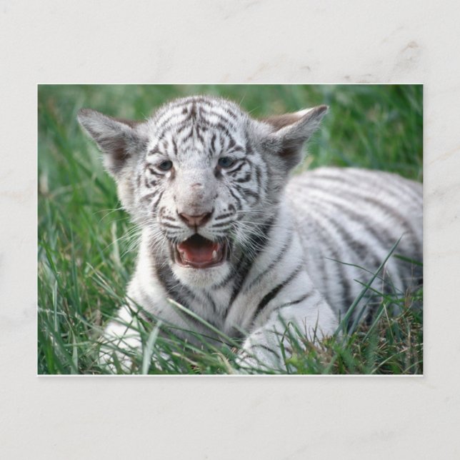 Baby White Tiger Postcard (Front)