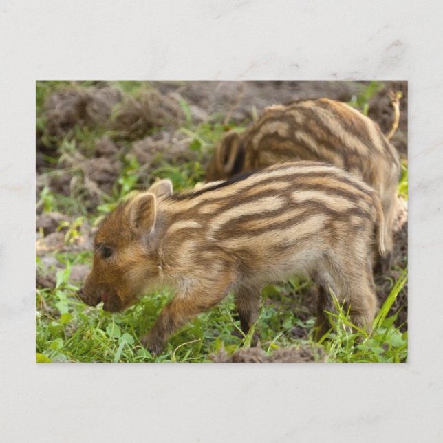 Baby Wild Boar Postcard (Front)
