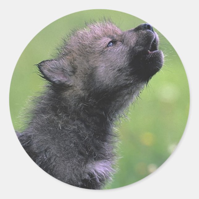 Baby Wolf Howls Classic Round Sticker (Front)