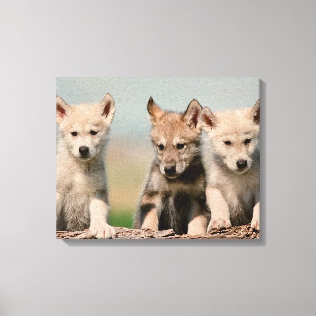 Baby Wolves Canvas Print (Front)