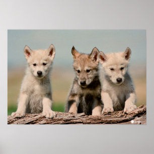 Baby Wolves Poster