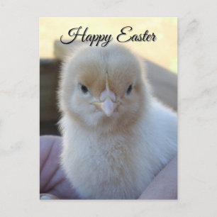 Baby Yellow Chicken Easter, Postcard