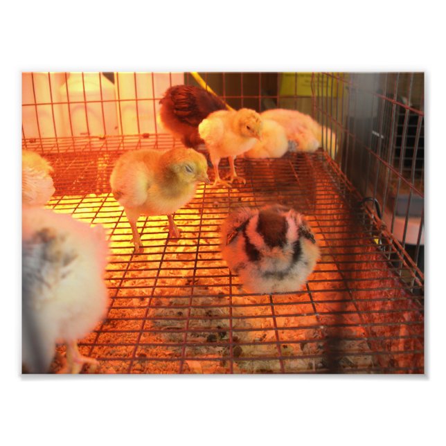 Baby Yellow Chicks in Incubator Photo Print (Front)