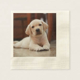 Baby Yellow Labrador Puppy Dog laying on Belly Napkin