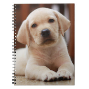 Baby Yellow Labrador Puppy Dog laying on Belly Notebook