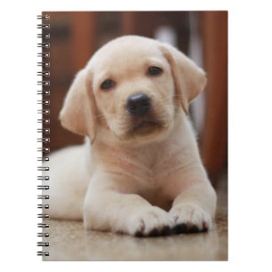 Baby Yellow Labrador Puppy Dog laying on Belly Notebook