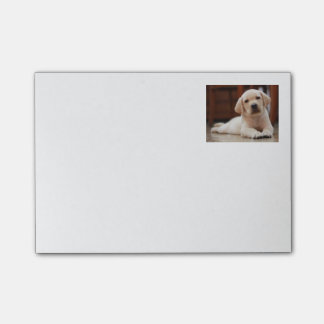 Baby Yellow Labrador Puppy Dog laying on Belly Post-it Notes