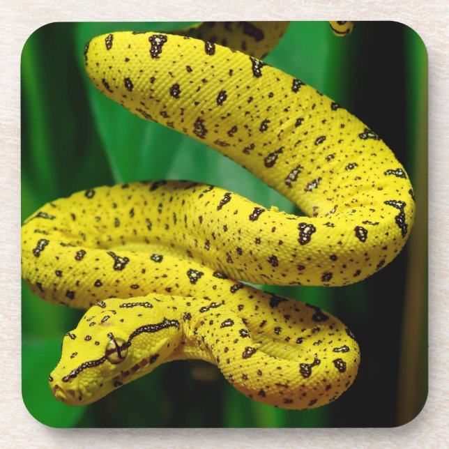 Baby Yellow Phase Green Tree Python Snake Coaster (Front)