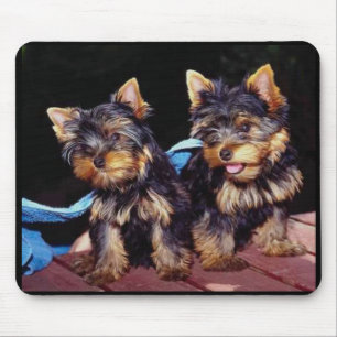 Baby Yorkies Mousepad