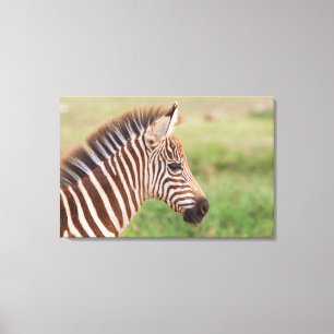Baby zebra head, Tanzania Canvas Print
