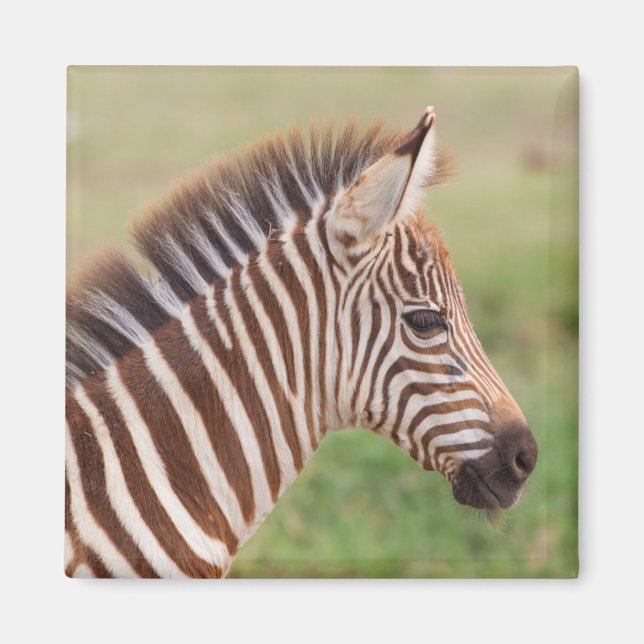 Baby zebra head, Tanzania Magnet (Front)