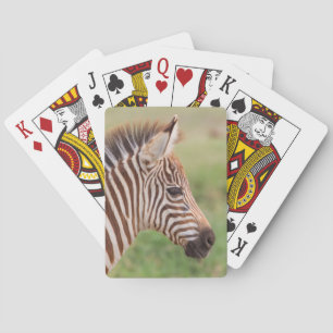 Baby zebra head, Tanzania Playing Cards
