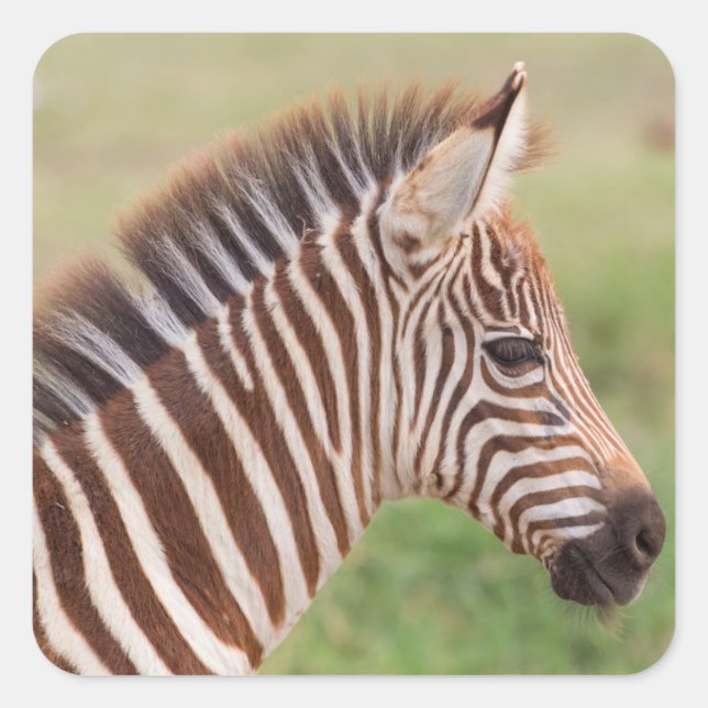 Baby zebra head, Tanzania Square Sticker (Front)