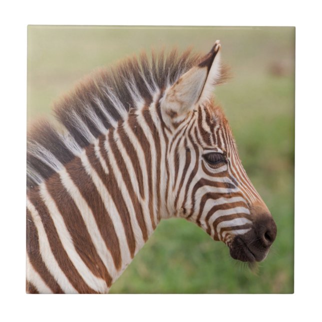 Baby zebra head, Tanzania Tile (Front)