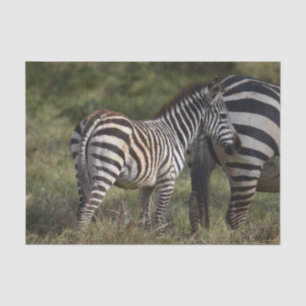 Baby Zebra in Africa Tissue Paper