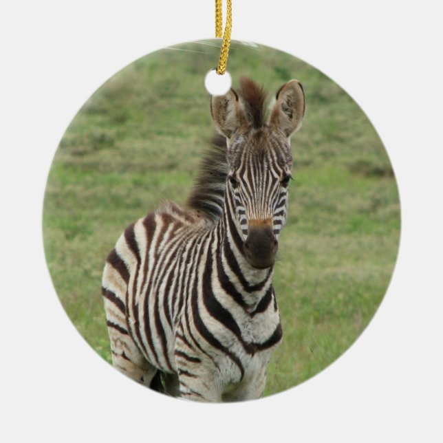 Baby Zebra Ornament (Front)