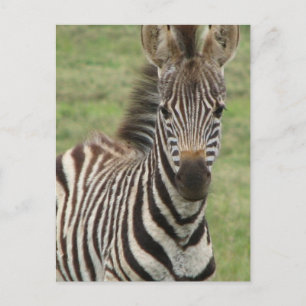 Baby Zebra Postcard