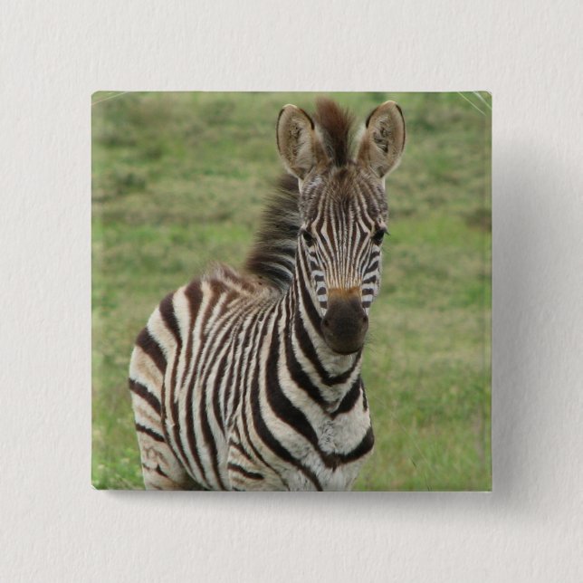 Baby Zebra Square Pin (Front)