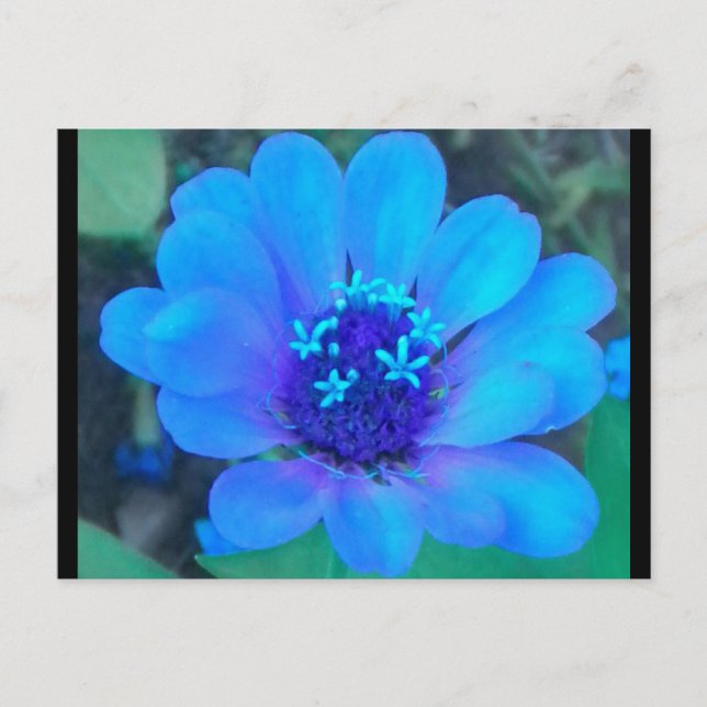 Baby Zinnia in Blue postcard (Front)
