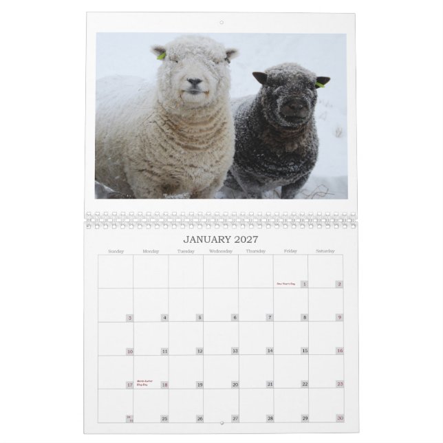 Babydoll Southdown Sheep 2012 NABSSAR calendar (Jan 2027)