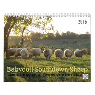 Babydoll Southdown Sheep 2016 NABSSAR Calendar