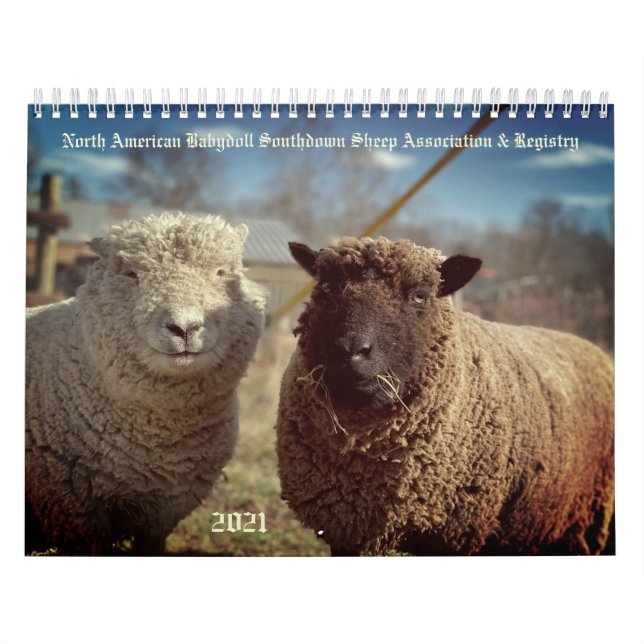 Babydoll Southdown Sheep 2021 Calendrier NABSSAR (Protection)