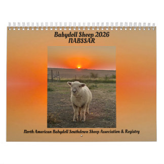 Babydoll Southdown Sheep 2026 NABSSAR Calendar
