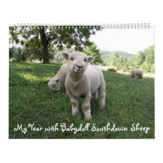 Babydoll Southdown Sheep Calendrier