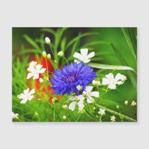 Baby's Breath and Bachelor Button