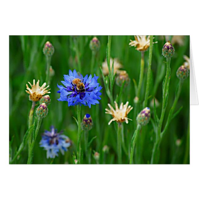 Bachelor Bee (Devant horizontal)