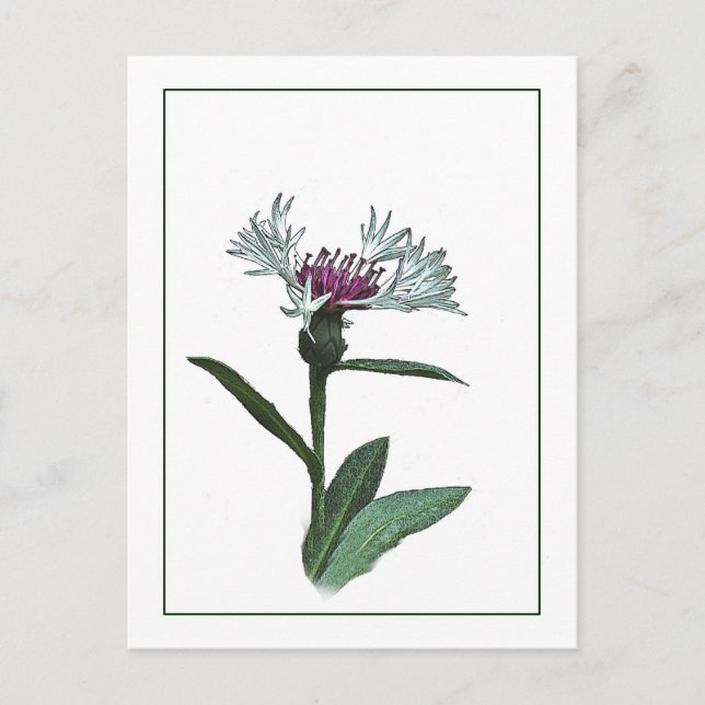 Bachelor Button Botanical Photo-Sketch Postcard (Front)