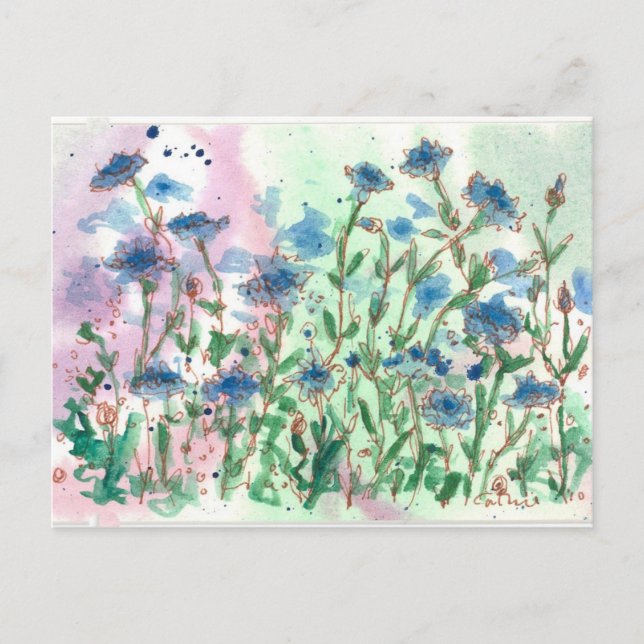 Bachelor Button Wildflower Meadow Postcard (Front)