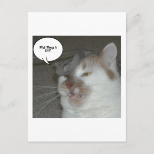 Bachelor Party Humour Postcard