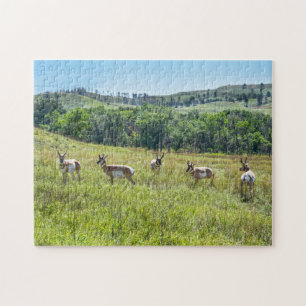Bachelor Pronghorn Antelopes, South Dakota Jigsaw Puzzle
