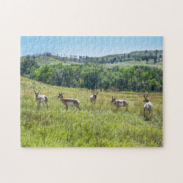 Bachelor Pronghorn Antelopes, South Dakota Jigsaw Puzzle (Horizontal)